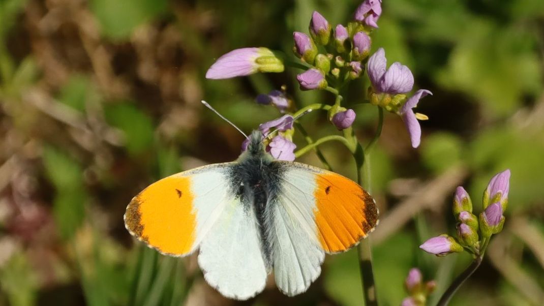 Der Aurorafalter ist auf Wildblumenwiesen zu sehen.