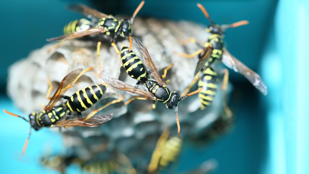 Du hast en Wespennest im Haus oder deinem Garten? Wir verraten dir, was zu tun ist.