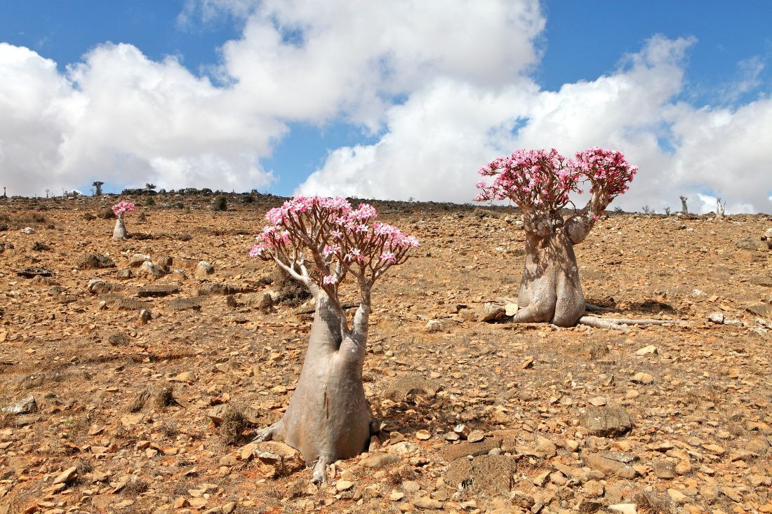 Ihr dicker Stamm lässt die Wüstenrose in ihrer Wildform wie einen Mini-Baum wirken. Dabei kann ihr Stammumfang fast zwei Meter betragen.