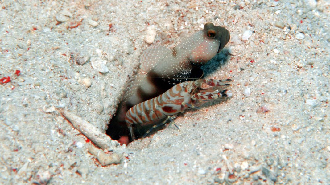 Ein Pistolenkrebs und eine Grundel wagen sich gemeinsam aus ihrer Höhle