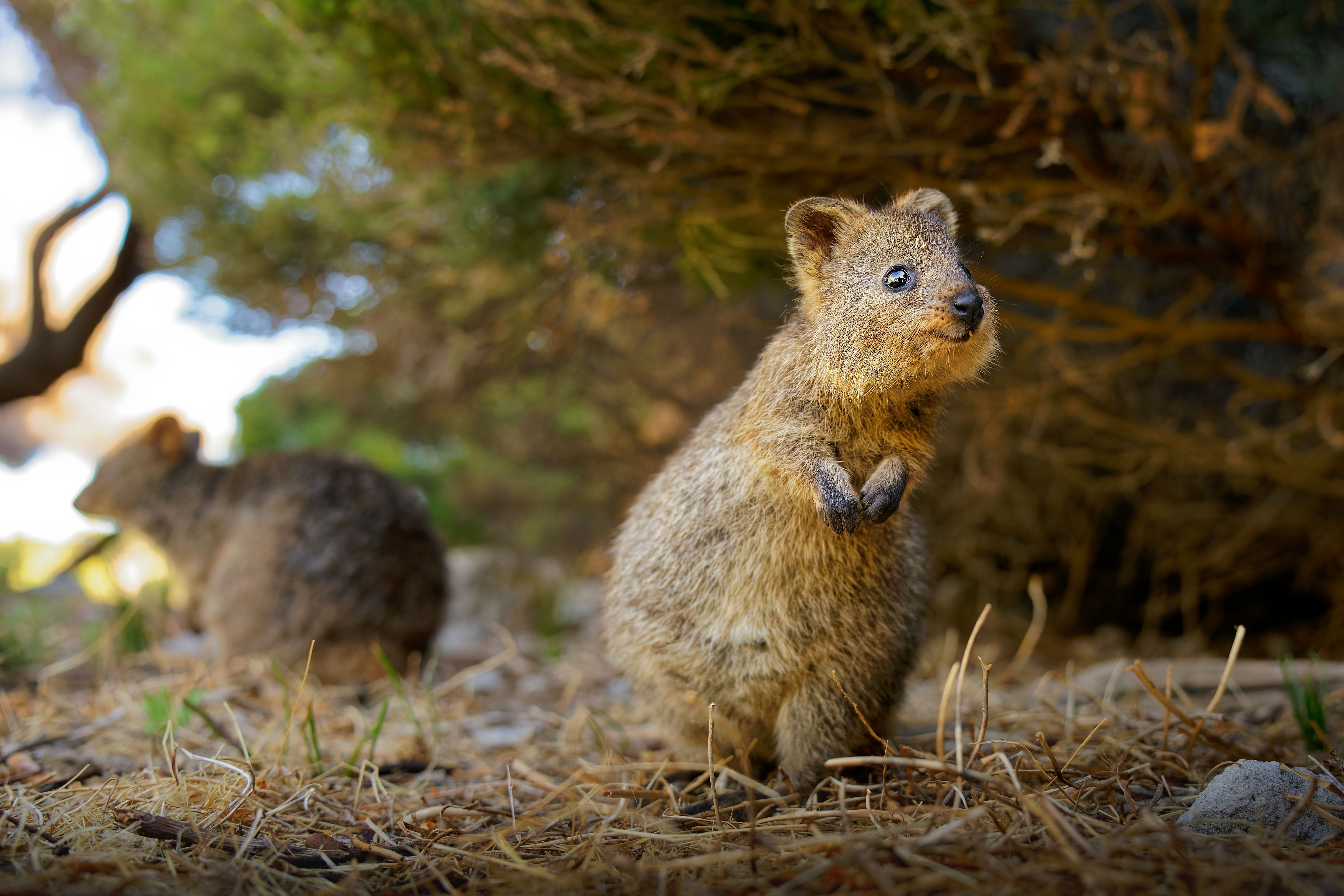 Auch die kleinen Quokkas sind Kängurus. Sie haben eine Kopf-Rumpf-Länge von höchstens 60 Zentimeter. Der Schwanz ist bis 35 Zentimeter lang.