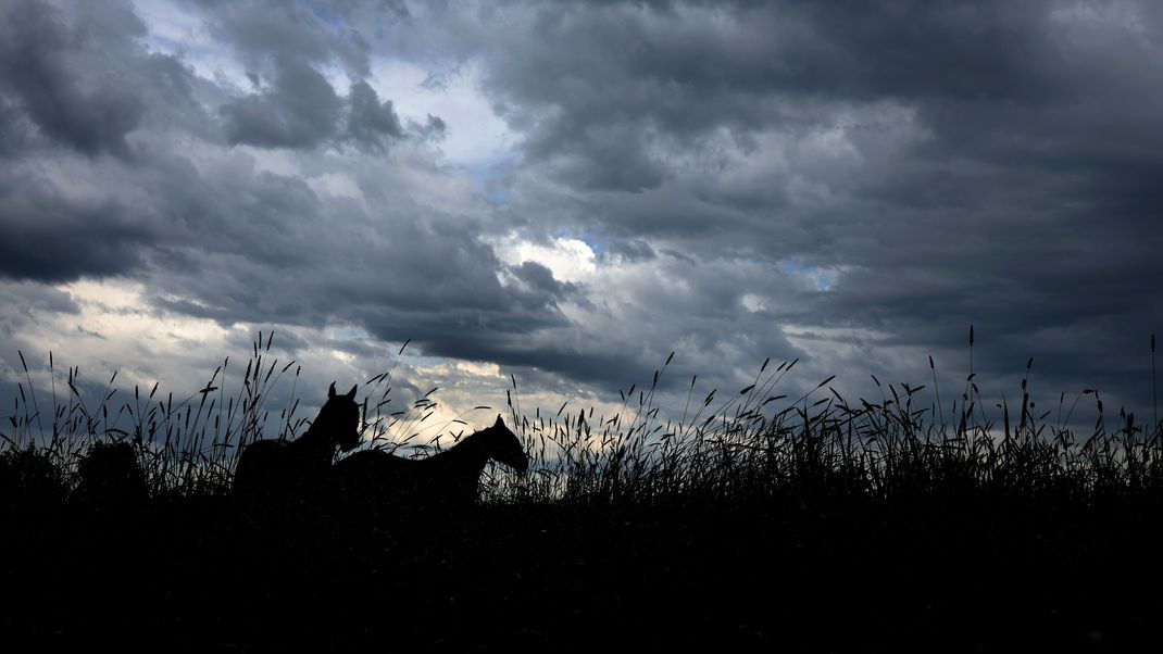 Pferde stehen unter dichten Regenwolken auf einer Wiese.