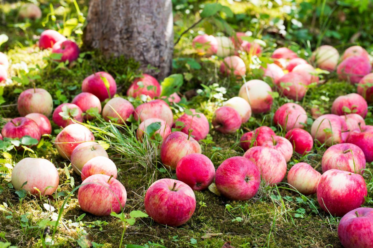 Warum fallen die Äpfel vom Baum? Galileo
