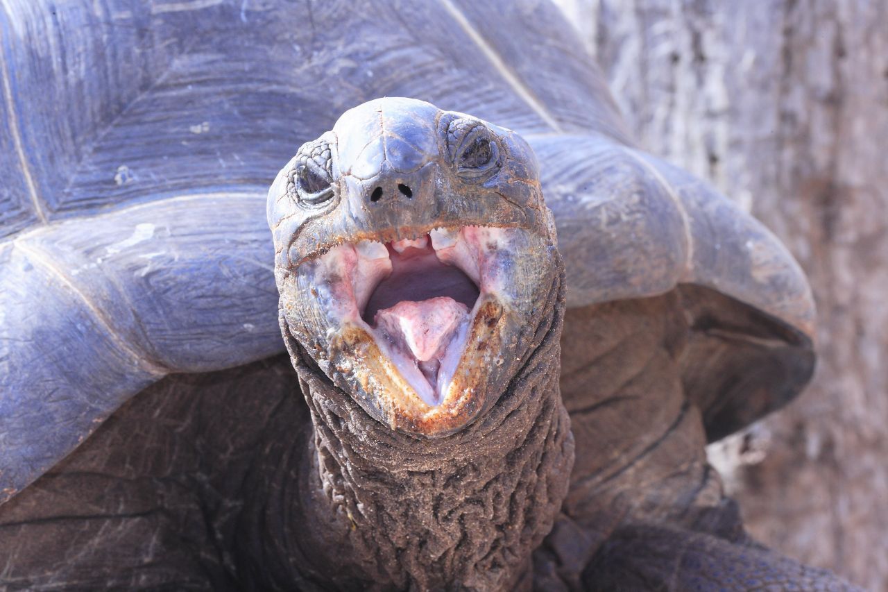 Die älteste Aldabra-Riesenschildkröte starb 2006 in einem indischen Zoo. Im Alter von 256 Jahren. Als sie 1770 geboren wurde, entdeckte James Cook gerade Australien.