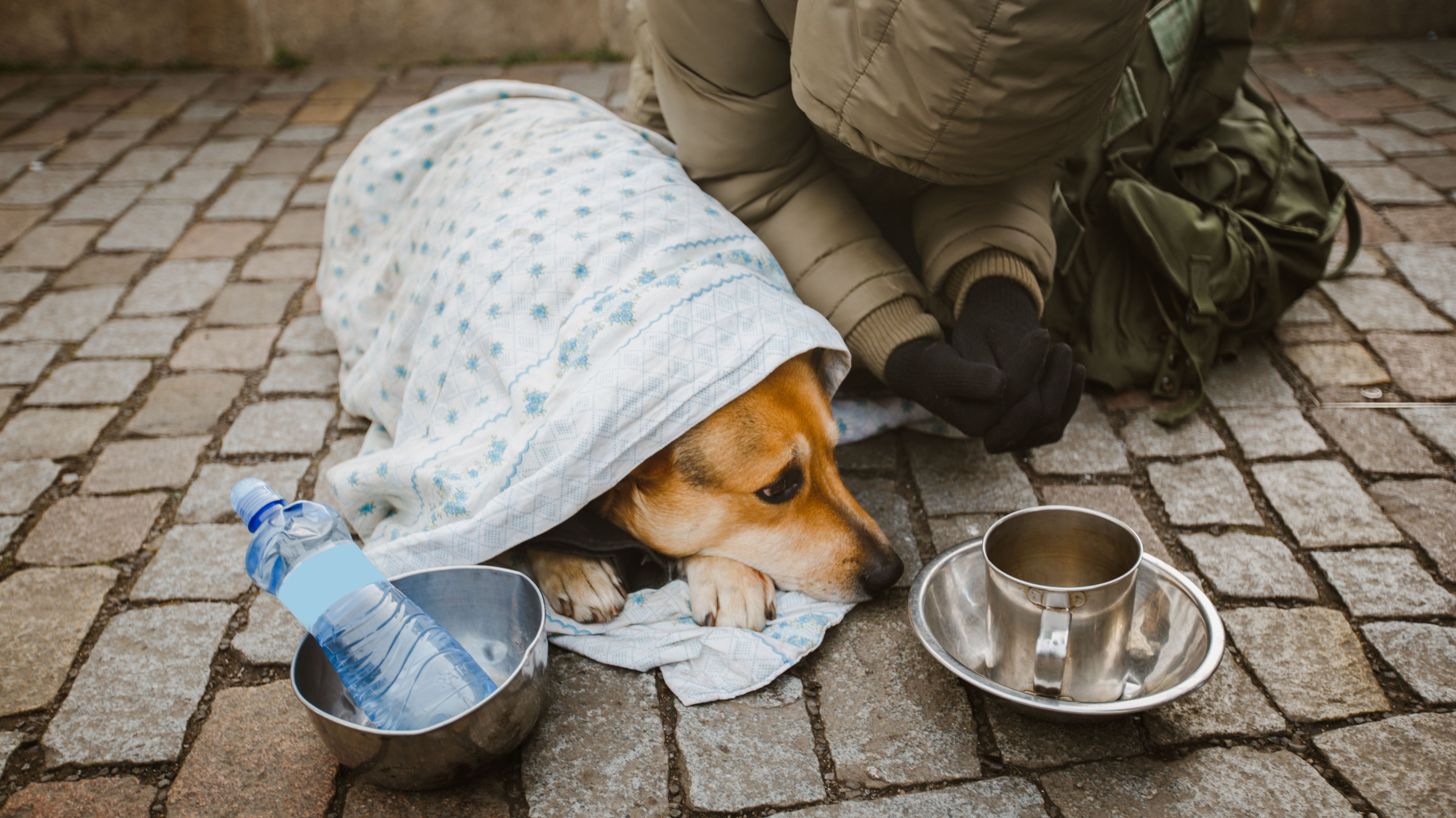 Bei Minusgraden müssen Mensch und Hund auf der Straße im Winter ausharren. Viele Gemeinden verstärken ihre Hilfsangebote in der kalten Jahreszeit.&nbsp;