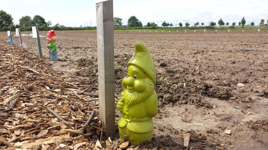 Ein Gartenzwerg kommt bei älteren Semestern als Weihnachtsgeschenk sicher gut an.