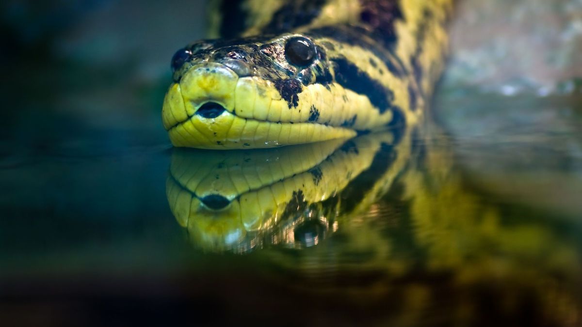 Yellow anaconda