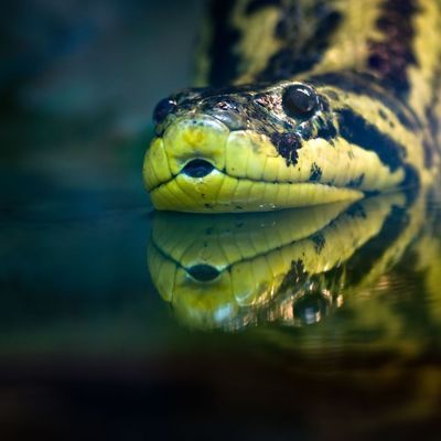 Yellow anaconda