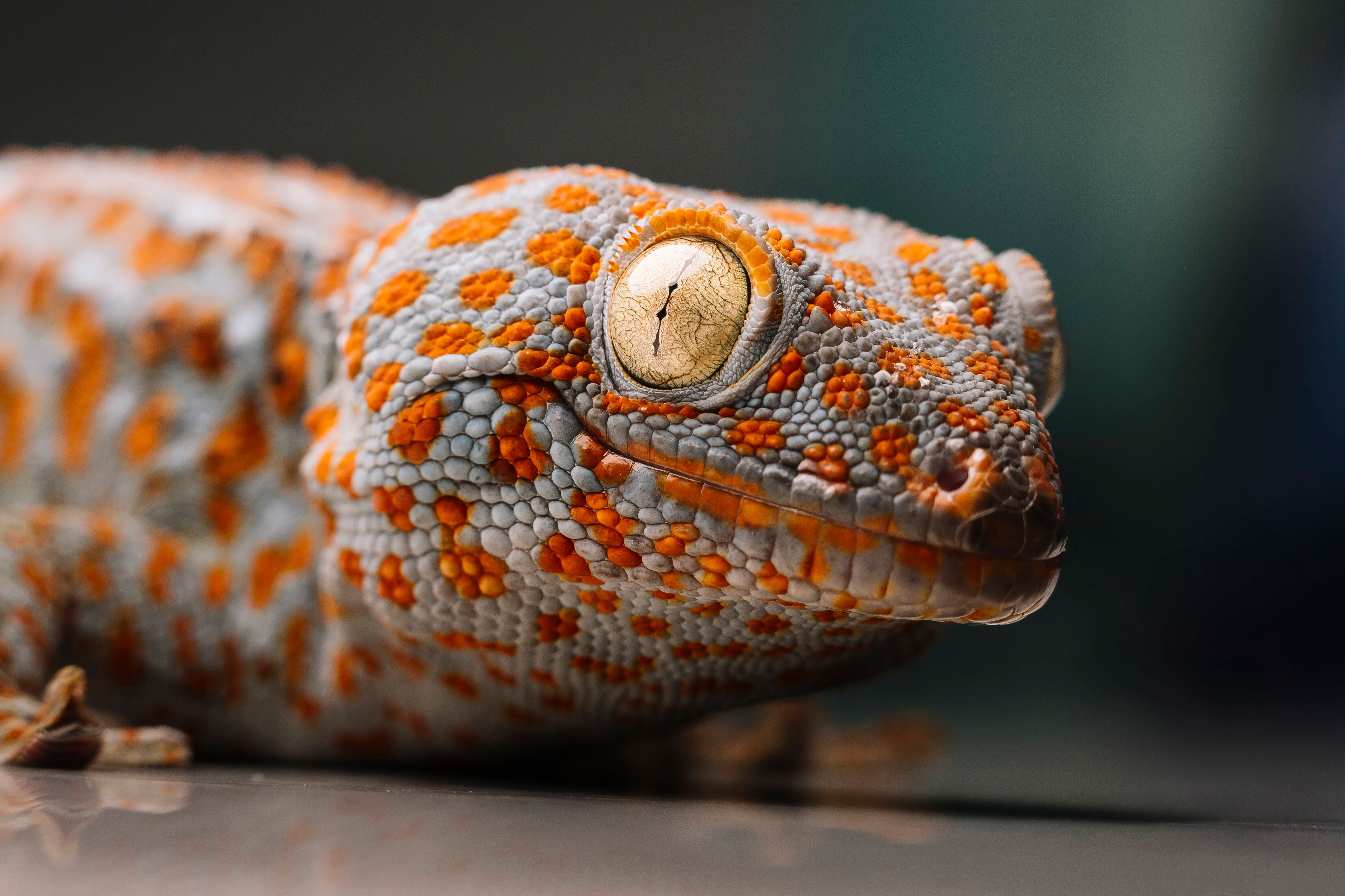 Mit ihrer blau- bis braungrauer Grundfarbe sowie den roten und blauen Flecken sind Tokeh-Geckos sehr auffällig. Sie können außerdem bellende Töne von sich geben.