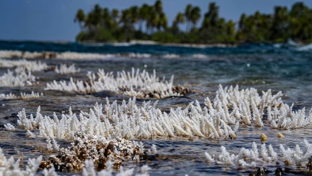 Korallen im Tatakoto-AToll im Südpazifik wachsen bei bis zu 35 Grad Celsius.