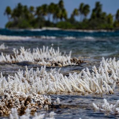 Korallen im Tatakoto-AToll im Südpazifik wachsen bei bis zu 35 Grad Celsius.