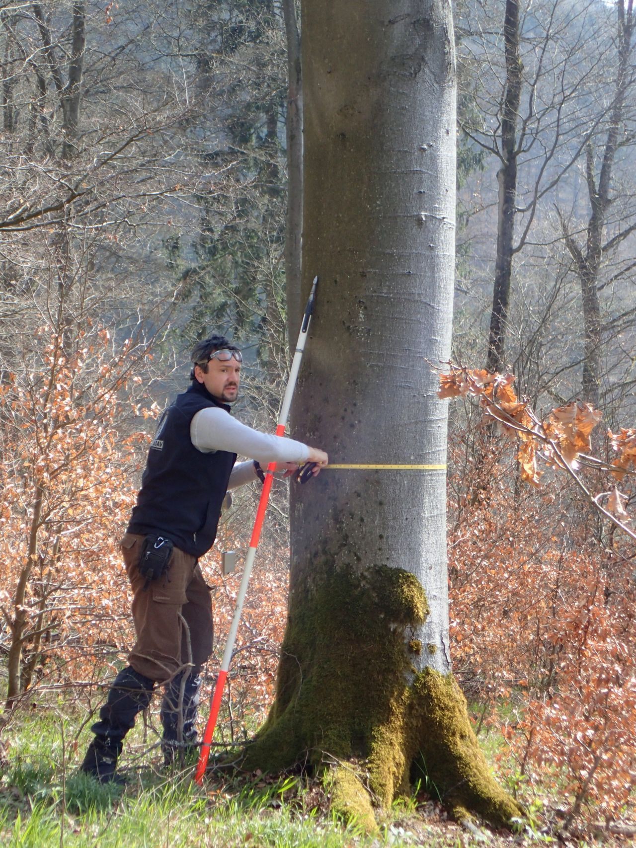 Den Umfang der Bäume misst Thomas Ullrich auf Brusthöhe. Mit den Daten errechnet das Team, wie viel Holz im Wald vorhanden ist.