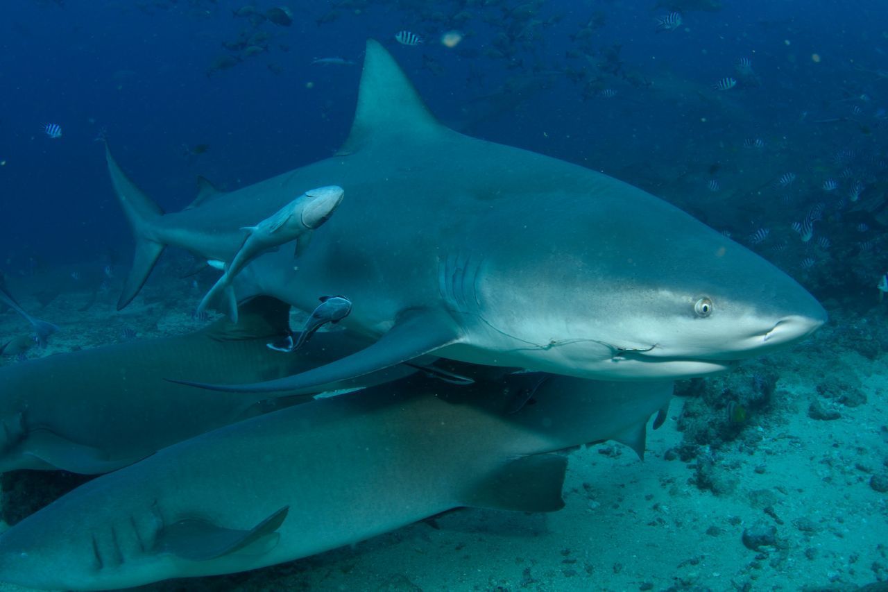 Bullenhai: Den Namen verdankt er seinem bulligen Körperbau. Sowohl Süß- als auch Salzwasser zählen zu seinem Lebensraum. Die Art lebt in Küsten- und Ufernähe und schwimmt durch Flüsse bis ins Landesinnere, teils bis in Seen hinauf. Auch der Bullenhai ist gefährlich.