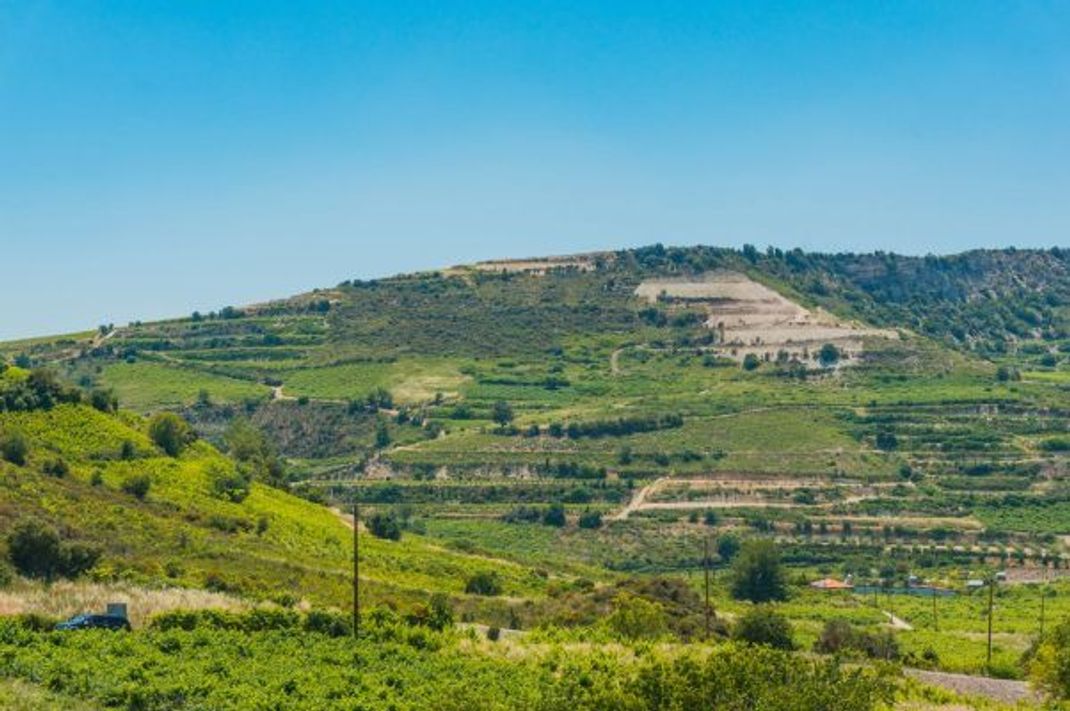 Die Heimat des Commandaria: Im Troodos-Gebirge auf Zypern werden die Reben traditionell in Buschform gezogen - zwischen 600 und 900 Metern Höhe.