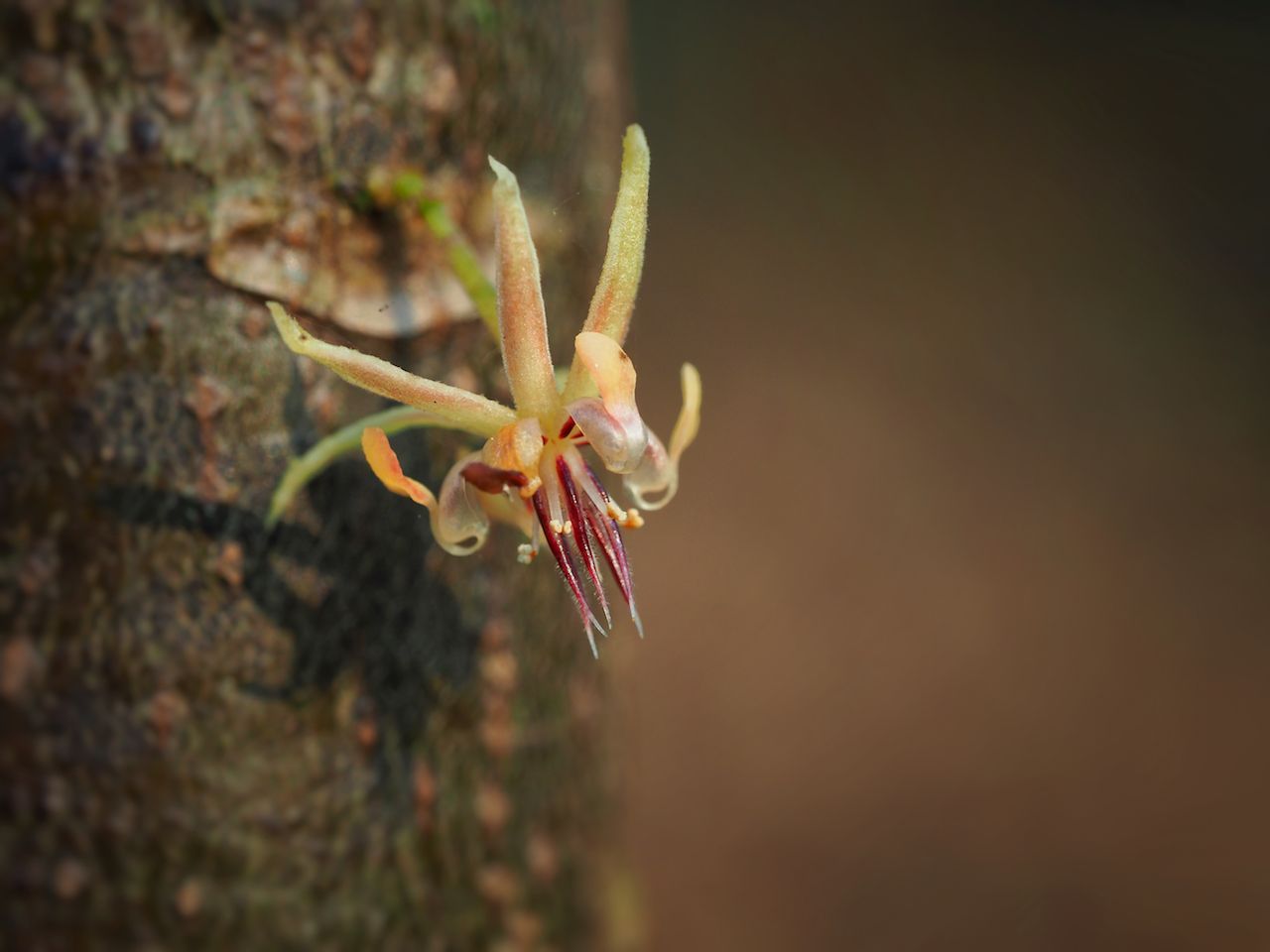 Bis zu 100.000 Kakao-Blüten kann ein zehn Jahre alter Baum hervorbringen. Daraus entwickeln sich nur bis zu 50 Früchte. Die Blüten werden oft künstlich bestäubt.