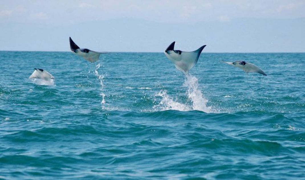 Einzigartiges Naturschauspiel: fliegende Riesenmantas