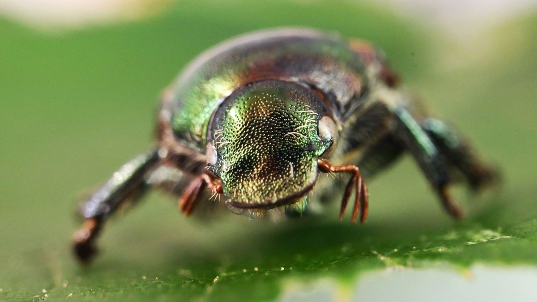 So sieht er aus: Der invasive Japankäfer wurde nun auch in Hessen entdeckt.