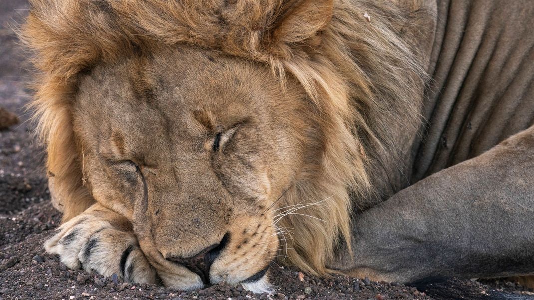 Löwen schlafen die meiste Zeit des Tages.