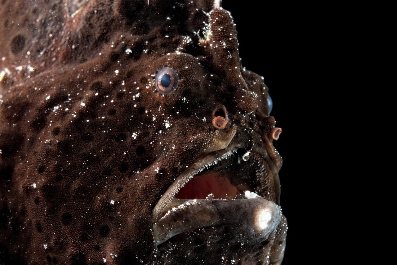 Anglerfische leben in 1.000 bis 4.000 Metern Tiefe. Mit ihrem Leuchtorgan locken sie Beute an. 