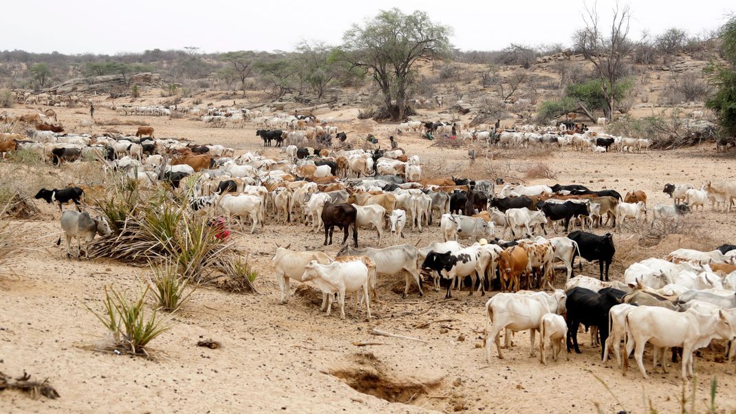 Rinder in Kenia: eines der Länder, in denen Anthrax aktuell verstärkt auf Menschen übergreift.