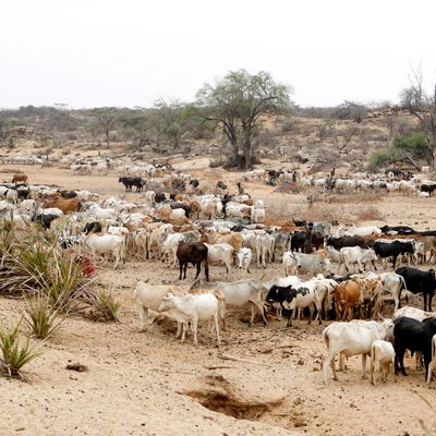 Rinder in Kenia: eines der Länder, in denen Anthrax aktuell verstärkt auf Menschen übergreift