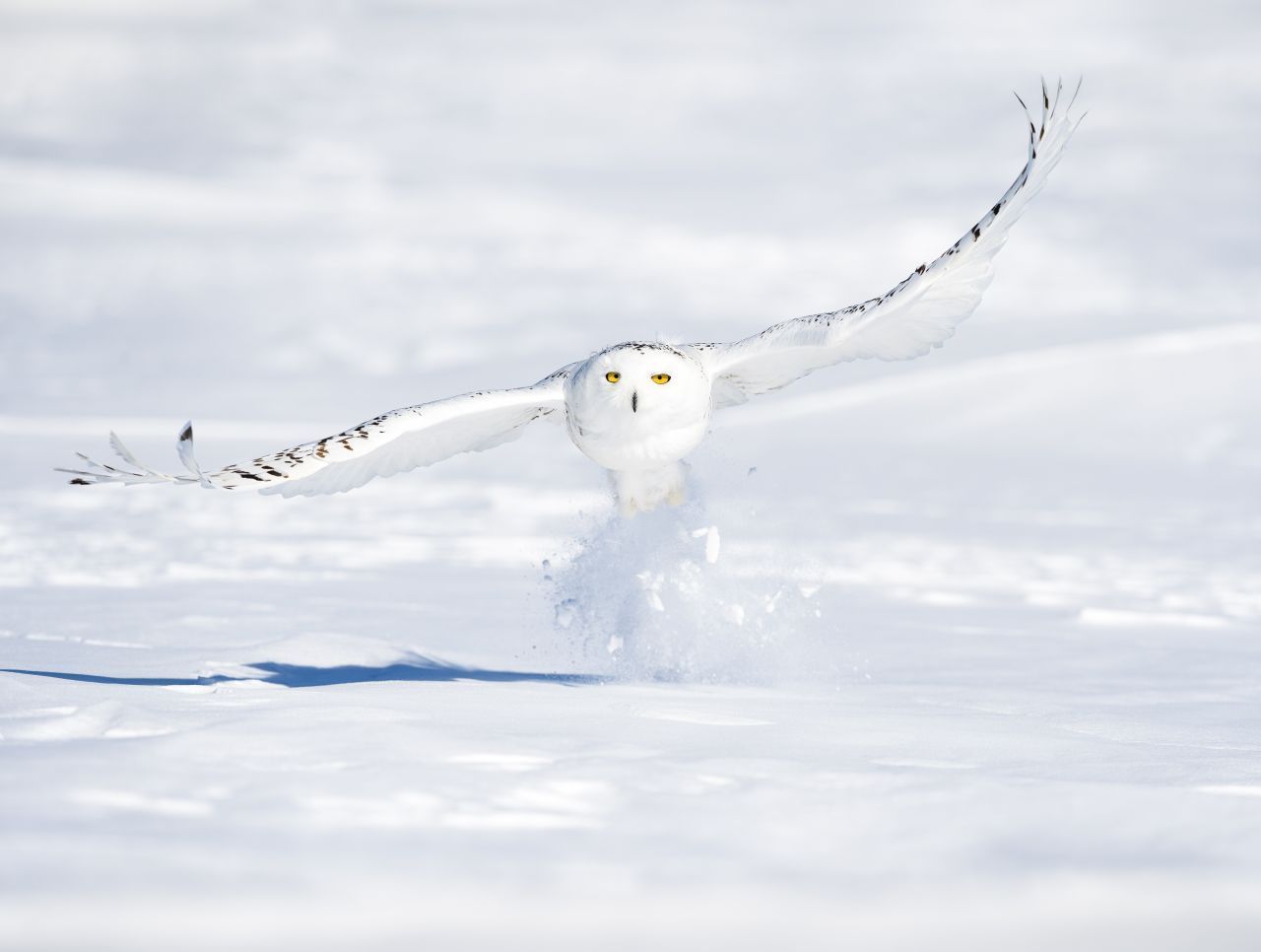 Nicht in Deutschland, aber in Europa findet man noch diese 3 Eulen-Arten: Die Schnee-Eule ist fast so groß wie unser Uhu. Sie lebt in der Tundra und liebt Lemminge und Wühlmäuse.