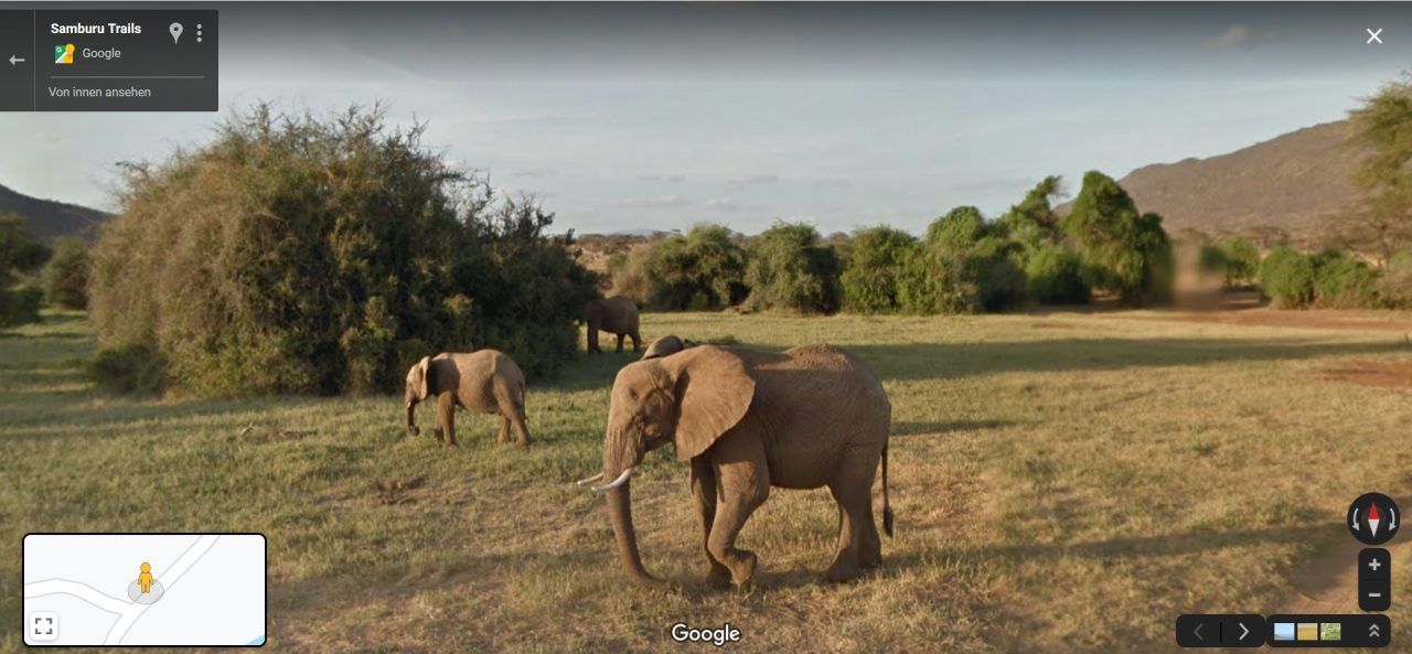 Der kenianische Samburu-Nationalpark kooperiert mit Google Street View. Das Ergebnis: Elefanten-Sichtung garantiert. 