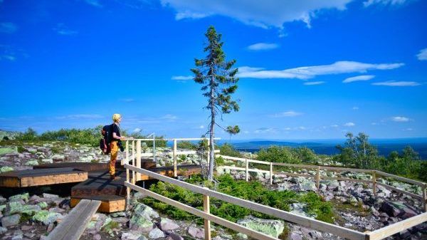 Die Fichte "Old Tjikko" in Schweden ist mit fast 10.000 Jahren der älteste Baum der Welt.