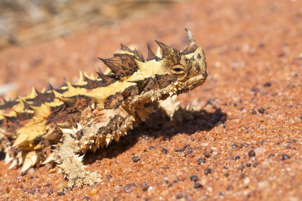 Der leguan-artige Dornteufel ist in den Trockengebieten Zentral- und Westaustraliens beheimatet. Da es in der Wüste nur wenig Trinkwasser gibt, entwickelten sich mikroskopische Rillen in seiner Haut. Und die befördern Wasser aus Regenfall und Nebel zu seinem Maul. 