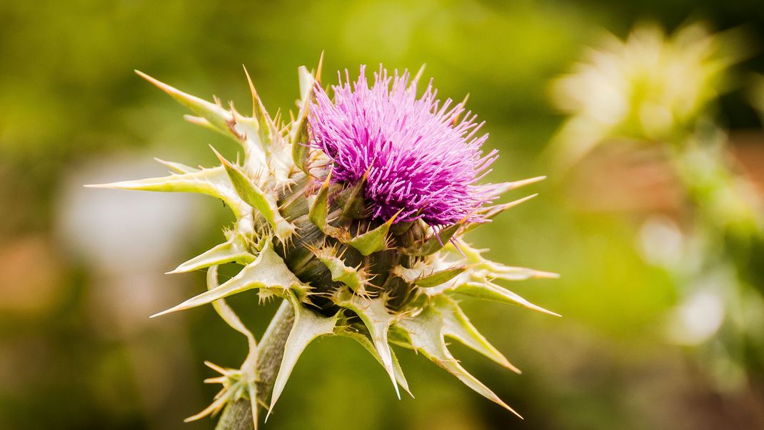 Die Mariendistel ist eine bekannte Heilpflanze. Sie enthält Silymarin, ein wirkungsvolles Antioxidans, das bei der Entgiftung der Leber unterstützt.