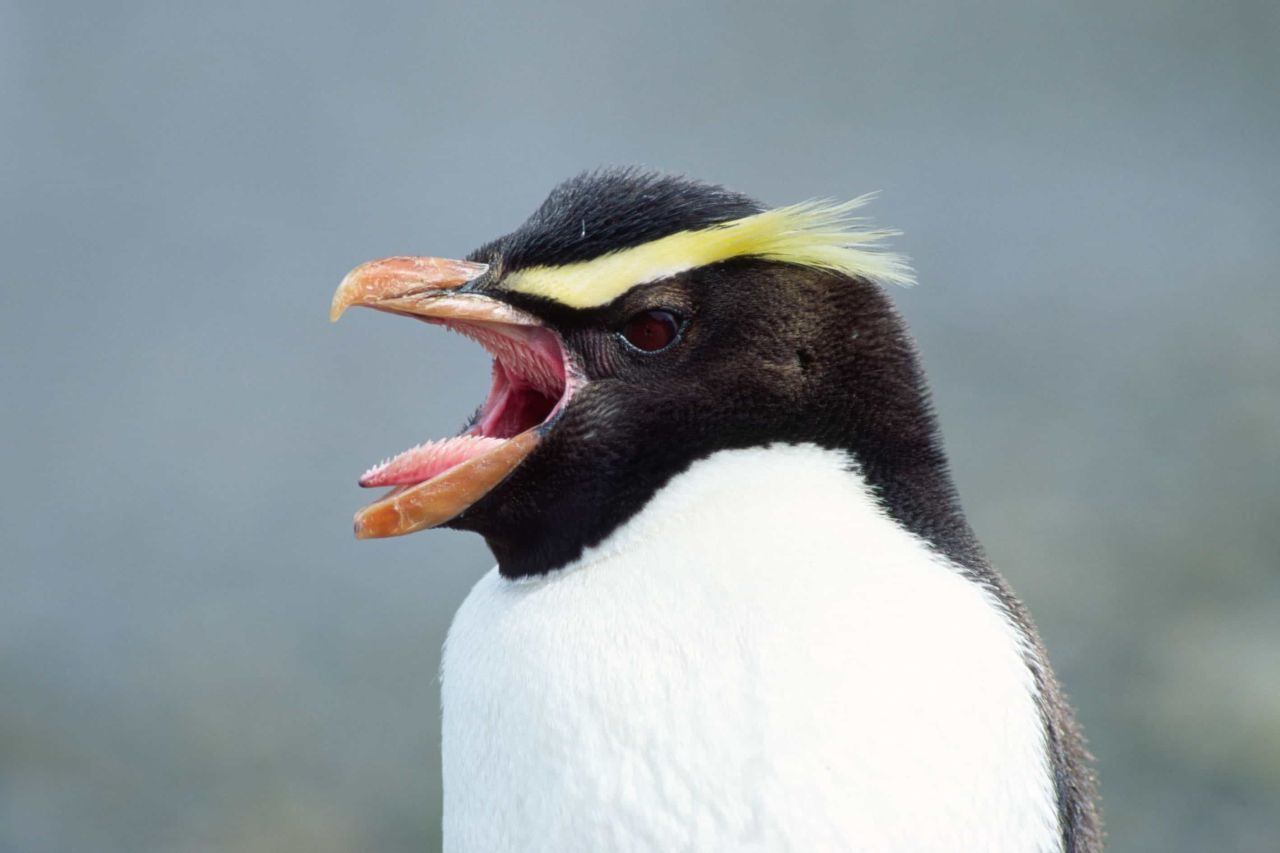 Ein schreiender Dickschnabel-Pinguin. Population: 12.500-50.000.