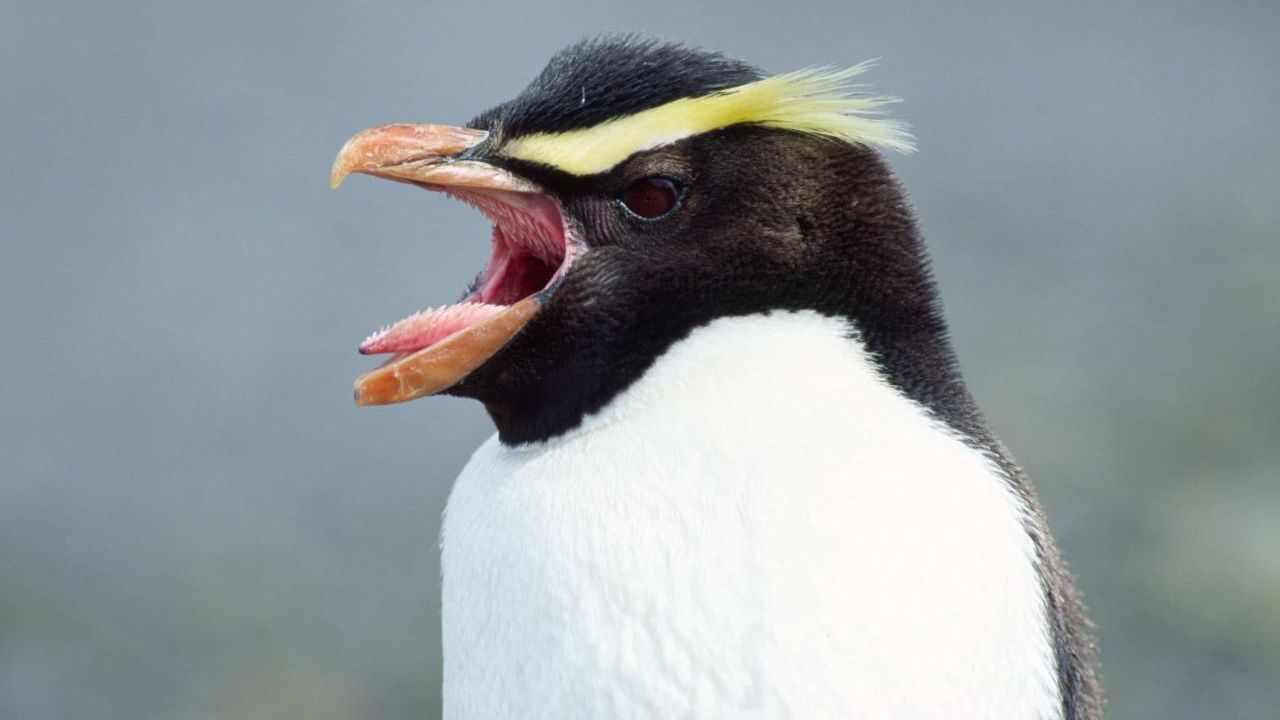 Ein schreiender Dickschnabel-Pinguin. Population: 5.000 bis 6.000.