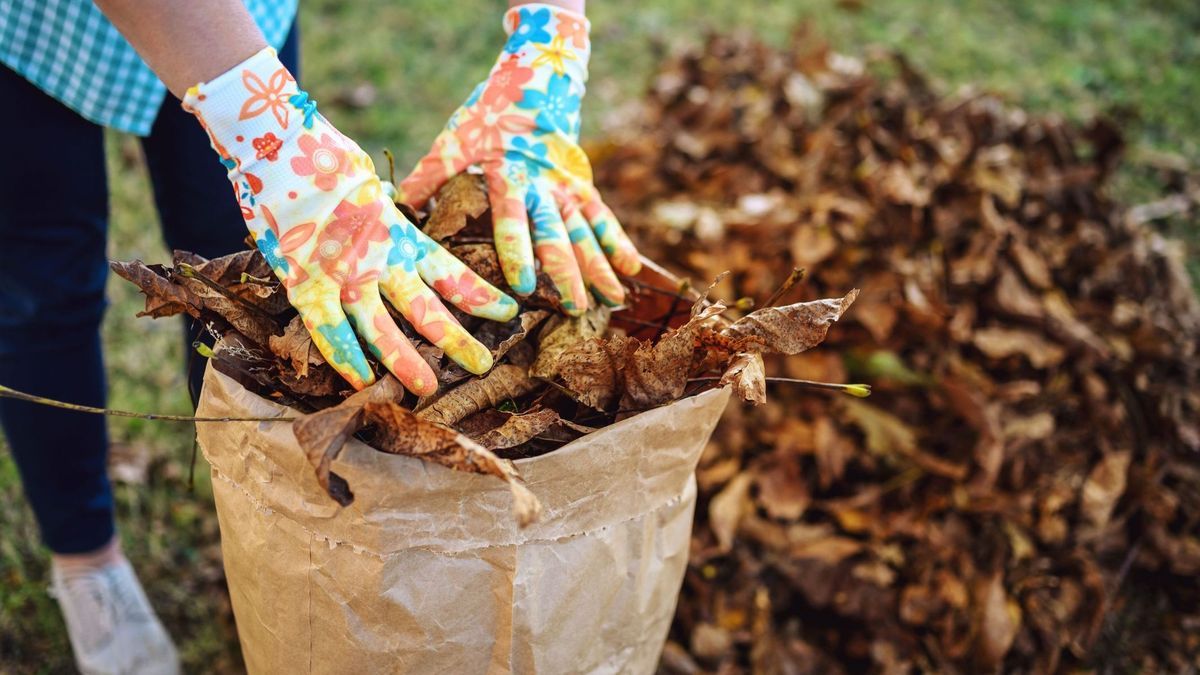 Herbstlaub richtig entsorgen.