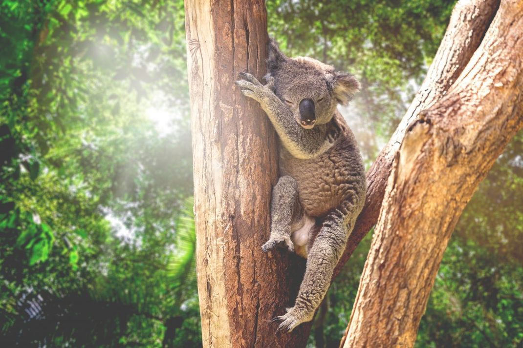 Chill-Modus: Koalas verbringen den Großteil des Tages mit einem Verdauungs-Nickerchen.