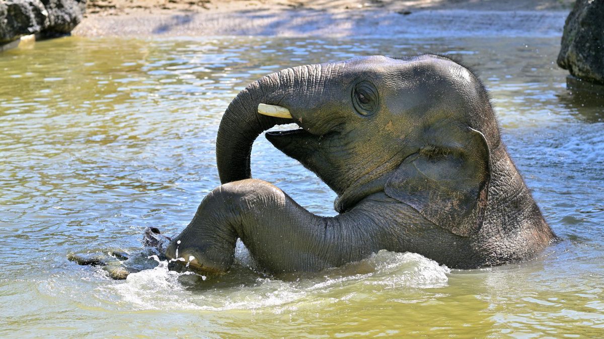 Elefant Otto badet im Münchner Tierpark Hellabrunn. Er starb am 16.06.2025 laut Zoo an einer Herpes-Infektion.