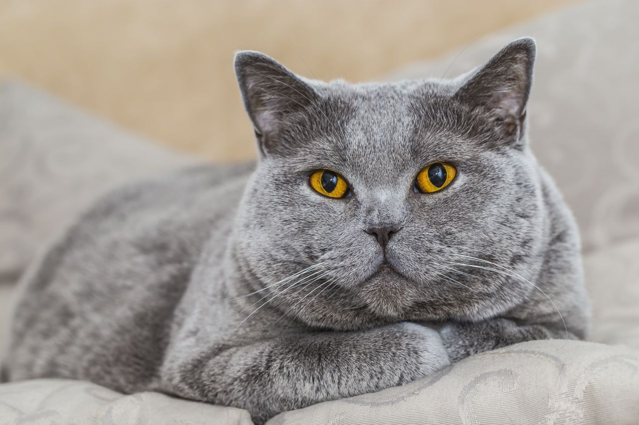 Die "Britisch Kurzhaar" ist eine vor über 100 Jahren gezüchtete Katzenrasse. Die bekannteste und in Deutschland beliebteste britische Kurzhaarkatze ist die "British Blue". Sie wird auch "Kartäuser Katze" genannt. Die Katzenart erinnert nicht nur vom Aussehen, sondern auch von ihrem Wesen her stark an einen kuscheligen Teddybären.