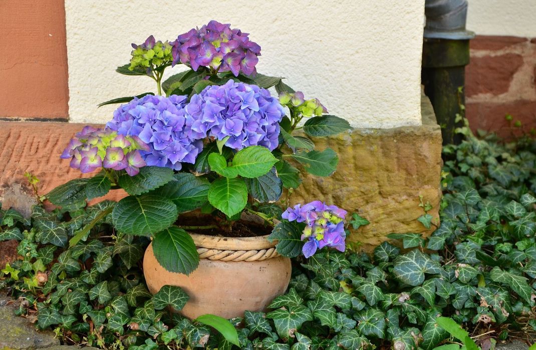 Hortensien sind sehr vielfältig. Ob im Garten oder im Kübel kultiviert – die verschiedenen Arten finden sich schnell in ihrer Umgebung ein.