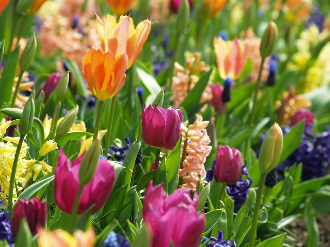 Wenn das Wetter mitspielt, dann blühen zu Ostern schon die ersten Tulpen und machen gute Laune.