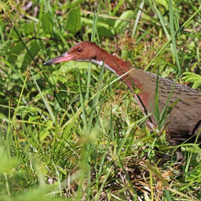 White-throated rail (Dryolimnas cuvieri cuvieri), Ranomafana National Park, Madagascar