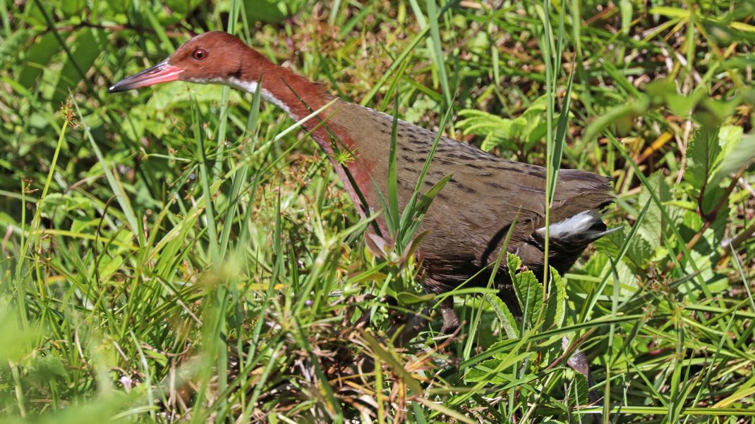 Aldabra-Weißkehlralle (Dryolimnas cuvieri aldabranus) ist der einzige lebende flugunfähige Vogel im Indischen Ozean.