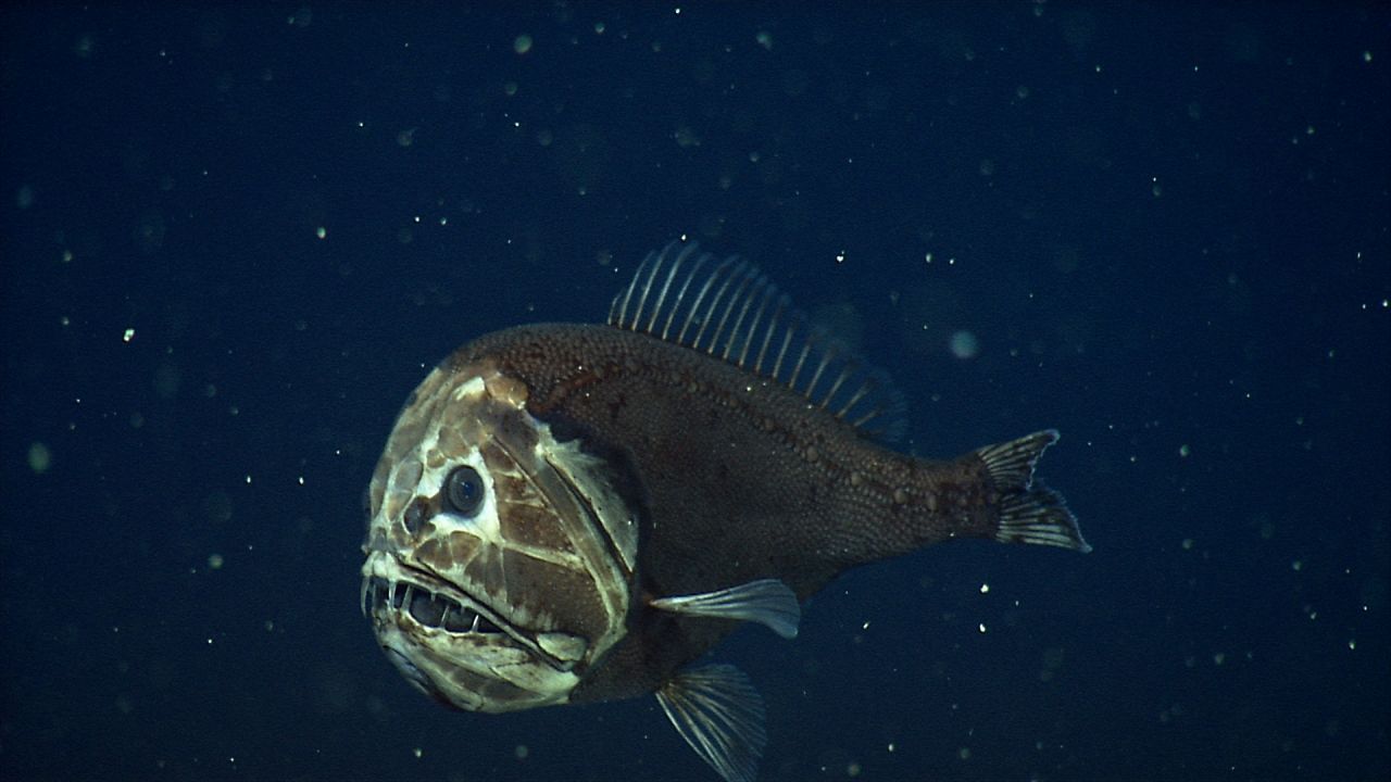 Fangzahnfische können andere Fische verspeisen, die fast so groß sind wie sie selbst. Auf beiden Seiten des Gehirns befinden sich Hohltaschen, damit die größten zwei Reißzähne des Unterkiefers genug Platz haben.