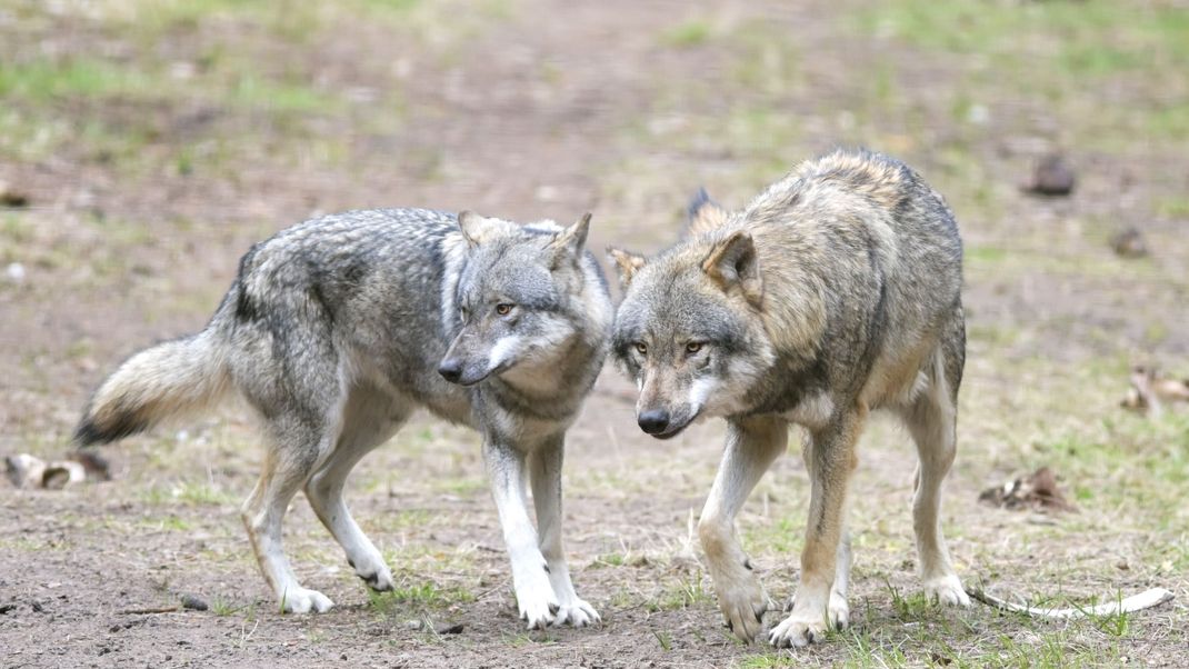 Wölfe laufen im Wildpark Schorfheide durchs Gehege.  