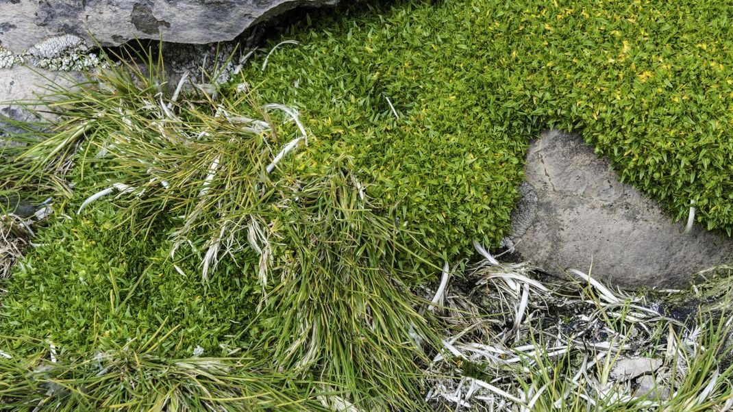 Die Antarktische Schmiele (Deschampsia antarctica) und die Antarktisches Perlwurz (Colobanthus quitensis) sind die einzigen heimischen Samenpflanzenarten der Antarktis.