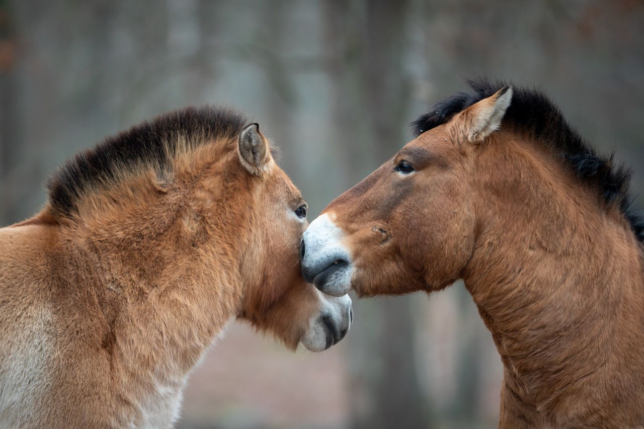 Przewalski-Pferde: Aus ihrer Heimat, der zentralasiatischen Steppe, verschwanden sie 1968 völlig. Nur wenige Exemplare haben in Zoos überlebt. Federführend bei den internationalen Nachzüchtungen waren unter anderem Köln und Prag. 1997 galoppierte die erste Gruppe wieder frei durch die Mongolei. Die IUCN-Redlist gibt die Nummer der freien Tiere mit 178 an.