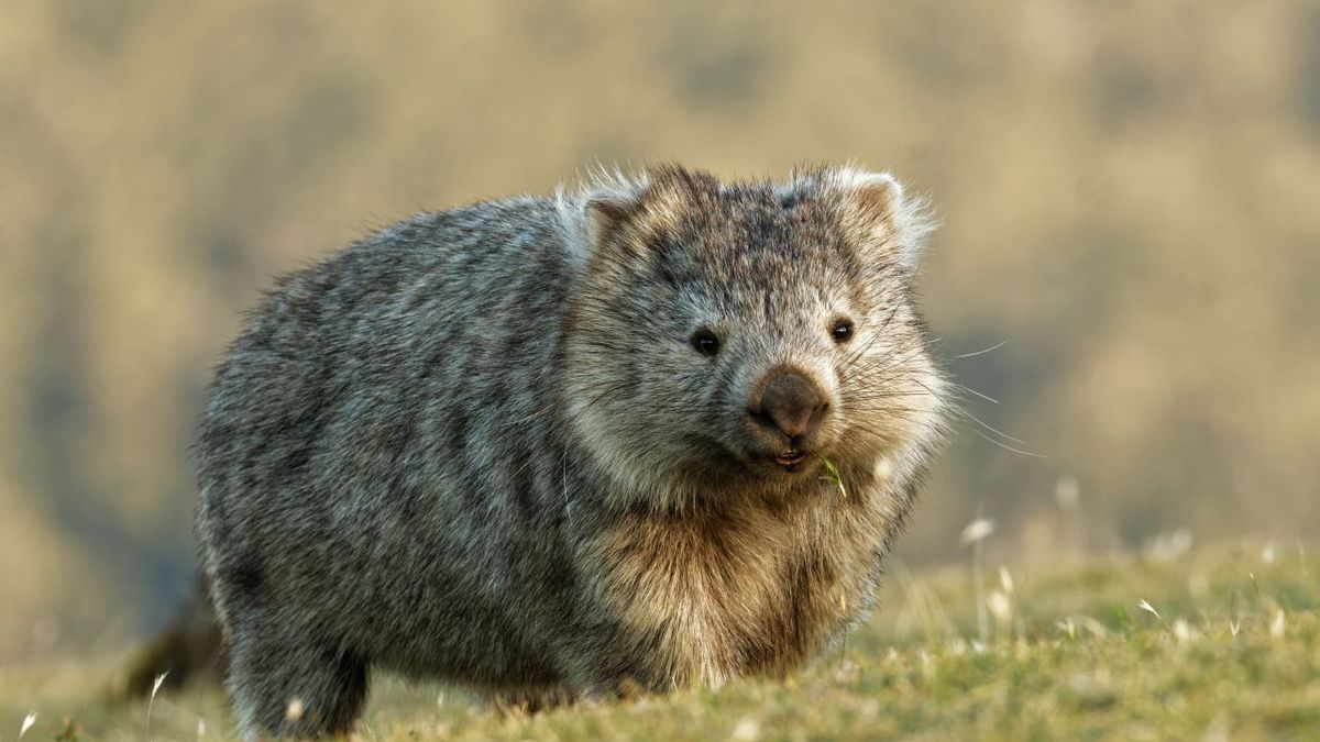 Wombat Adobestock 211928371