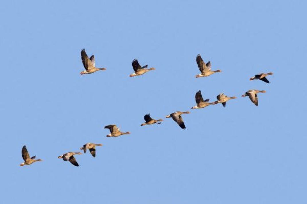 Ein Schwarm ziehender Wildgänse (Anser anser) in V-Formation.