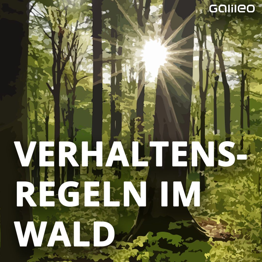 Wie sollte man sich im Wald verhalen? Was darf man, was darf man nicht?