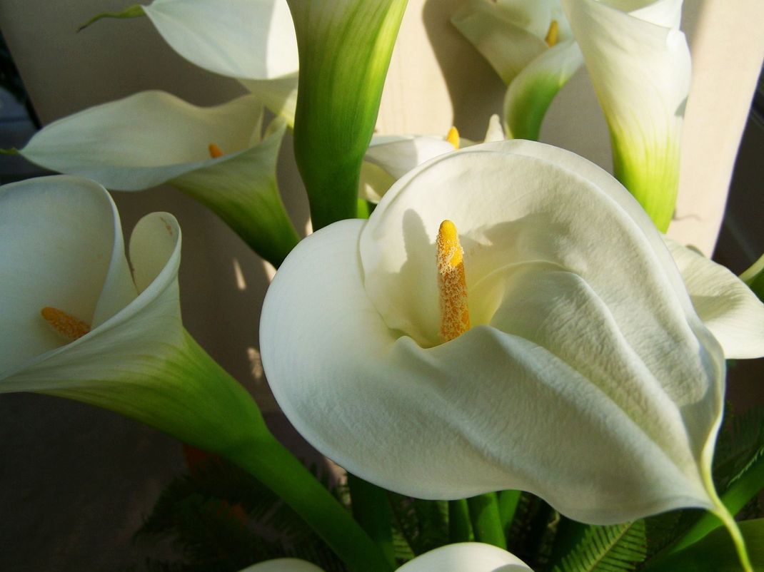 Callas sind sehr beliebte Hochzeitsblumen – ihre ausgefallene Blüte ist erhaben und elegant.