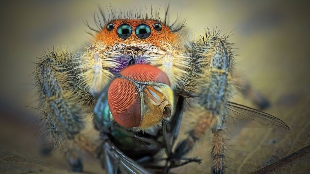 Eine Springspinne mit ihrer Beute, einer Fliege.