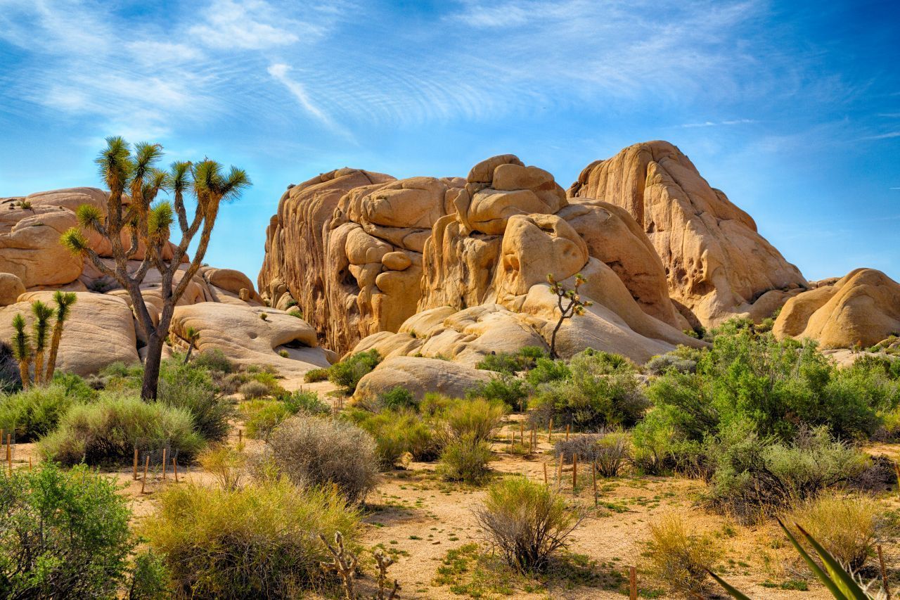 Joshua Tree National Park: Das Gebiet (über 3.000 Quadratkilometer) bildet den Übergang zwischen der Mojave- und der Colorado-Wüste. Seinen Namen bekam der Park von den Josua-Palmlilien, die hier wachsen. Wie die meisten anderen tierischen Wüstenbewohner tummeln sich auch die "berühmten" Dickhornschafe bevorzugt an den natürlichen Wasserstellen vor Ort. Die höchsten Gipfel recken sich 1.772 Meter hoch in den Himmel - und zieh